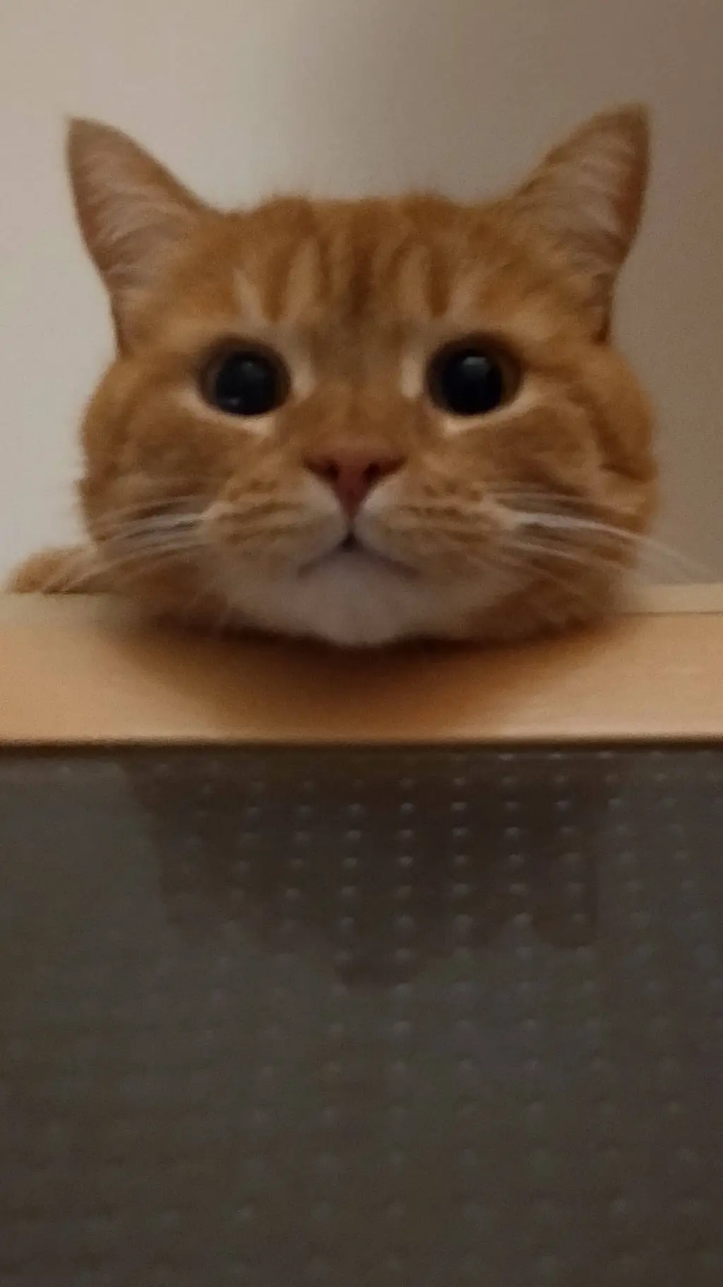 ai character: фембой background