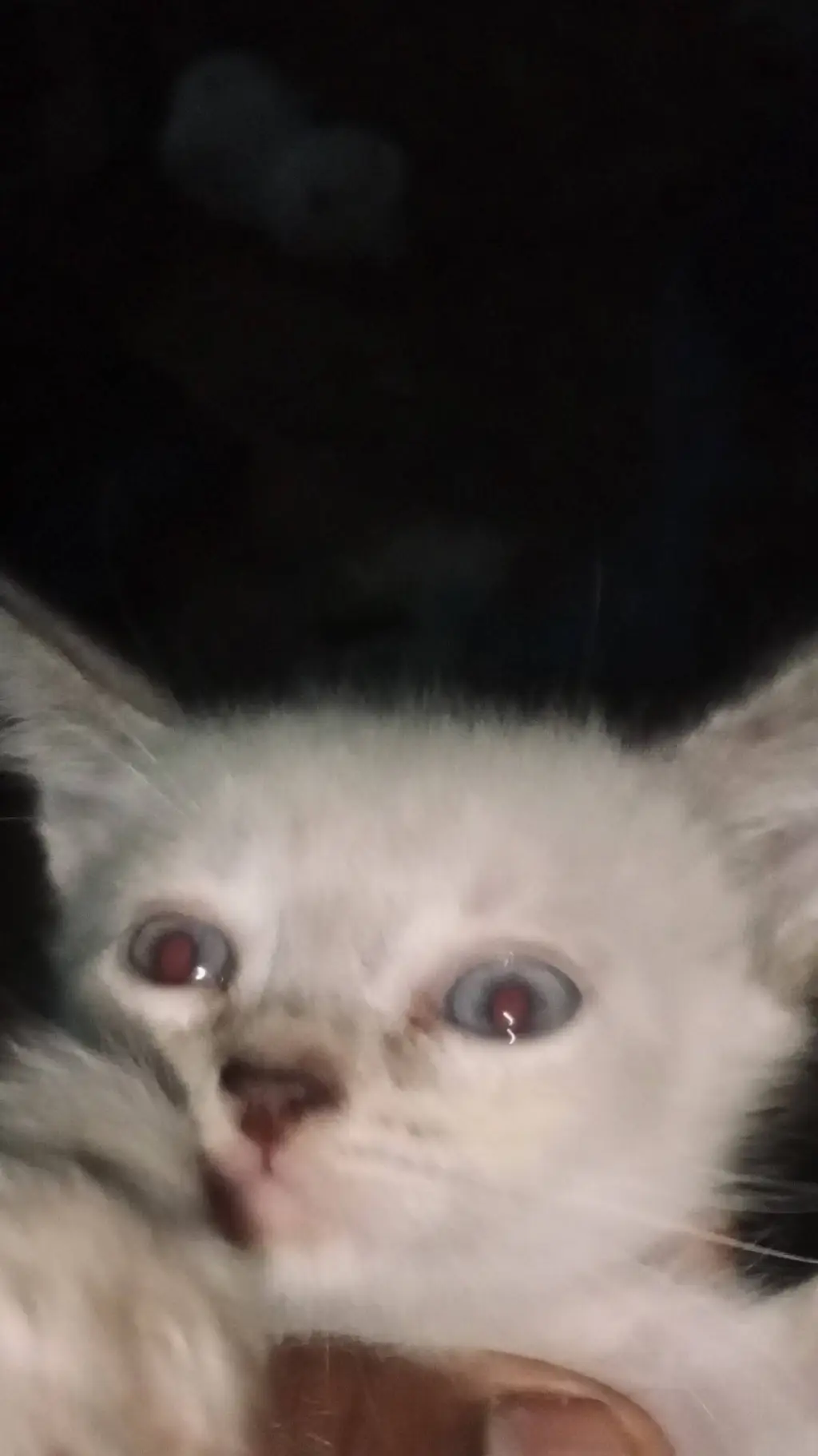 ai character: Rose background