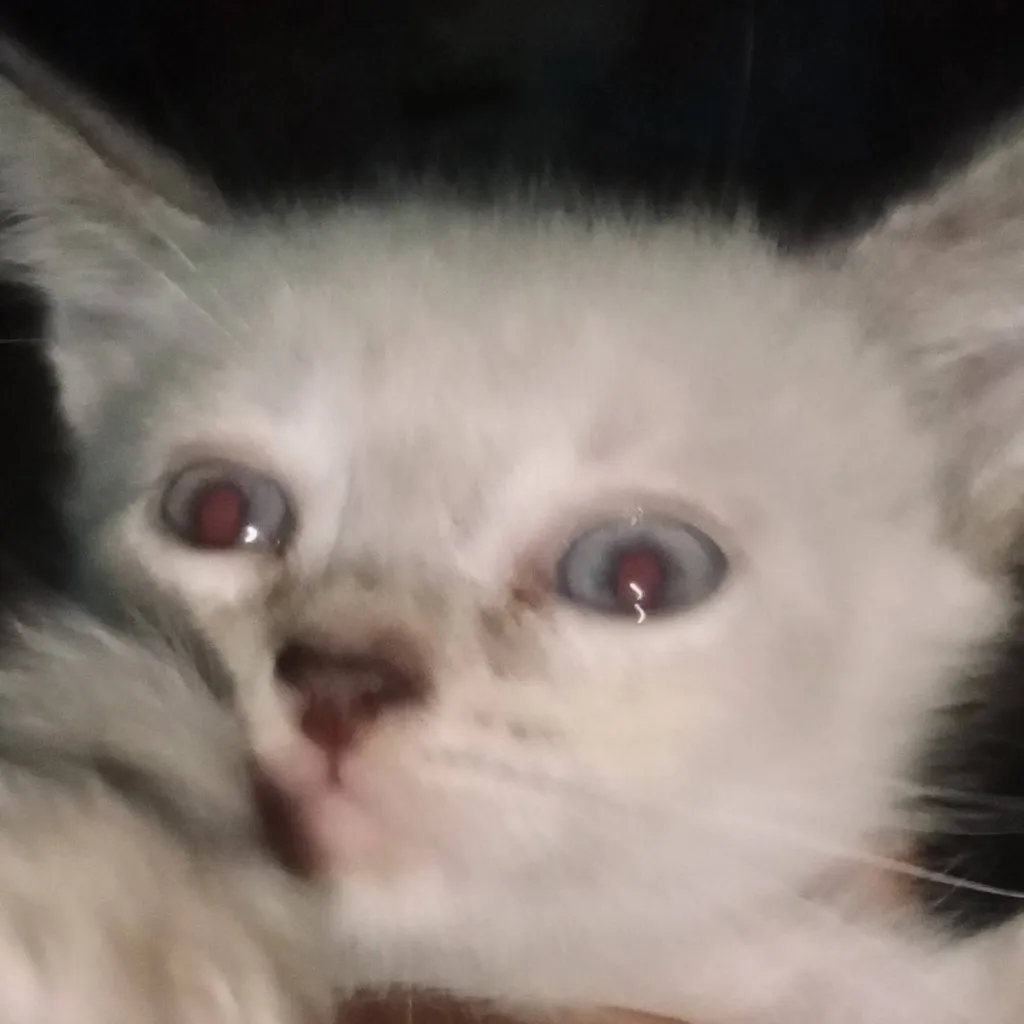 chat with ai character: Rose