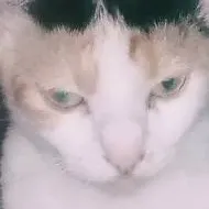 chat with ai character: Pogar 