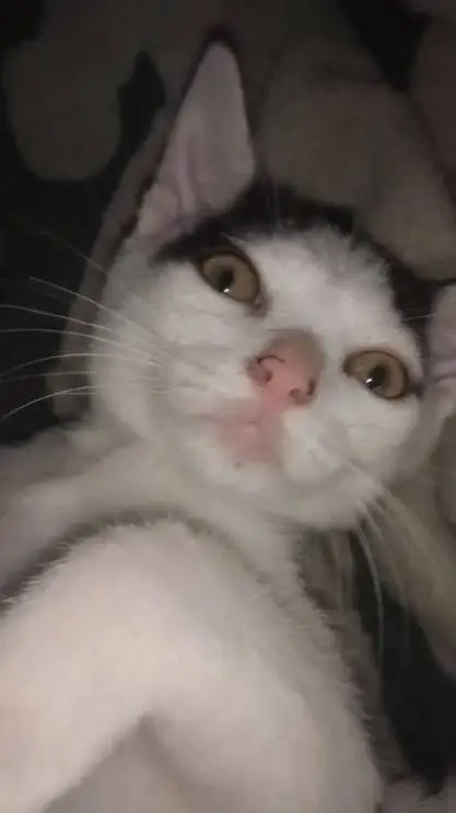 ai character: Onyx  background