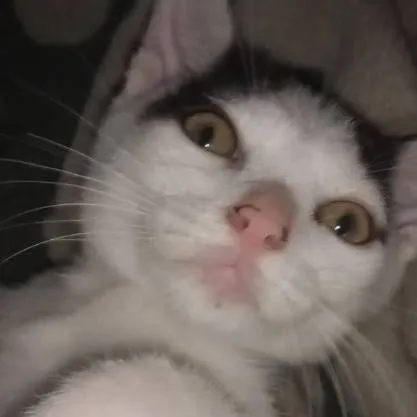 chat with ai character: Onyx 