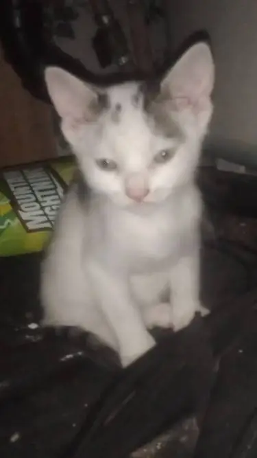 ai character: Kitten  background