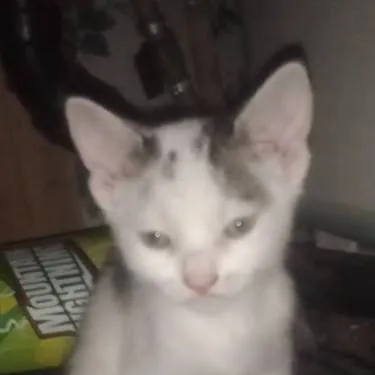 chat with ai character: Kitten 