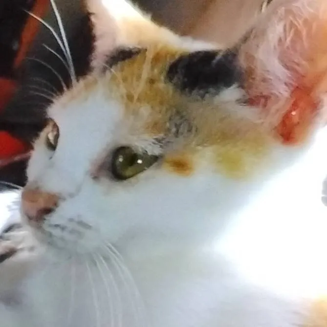 chat with ai character: Tena Kitt 