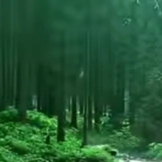chat with ai character: forest!!