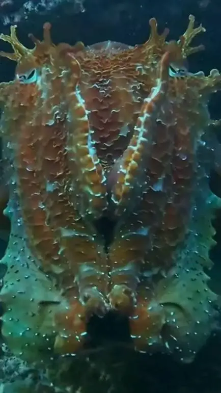 ai character: cuttlefish 2.0 background