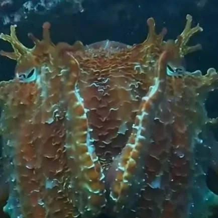 chat with ai character: cuttlefish 2.0