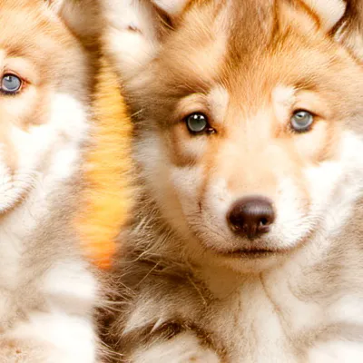 chat with ai character: Annoying wolf cubs