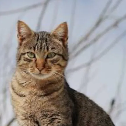 chat with ai character: BrownSpot