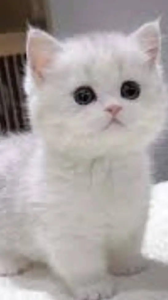 ai character:  Котёнок  background