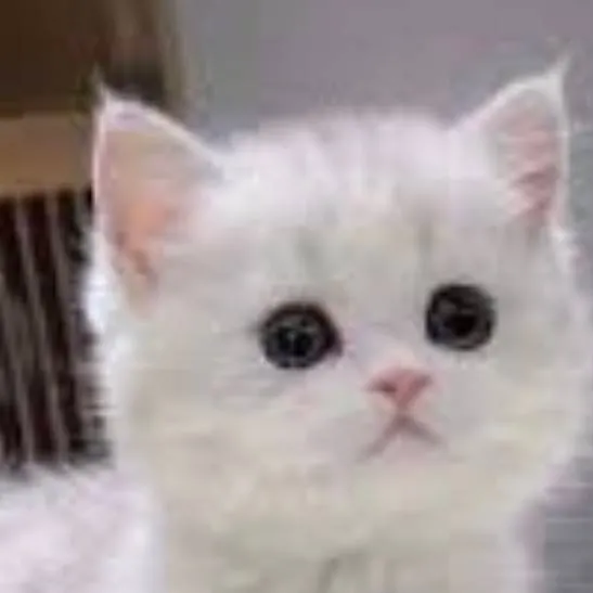 chat with ai character:  Котёнок 