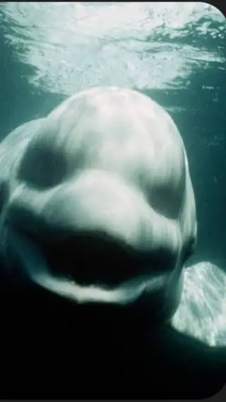 ai character: the NOC background