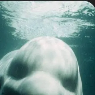 chat with ai character: the NOC