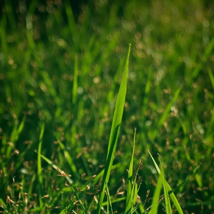 chat with ai character: grass