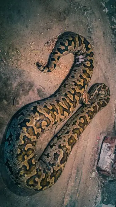 ai character: питон background