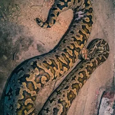 chat with ai character: питон