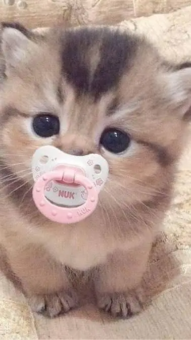 ai character: skz background