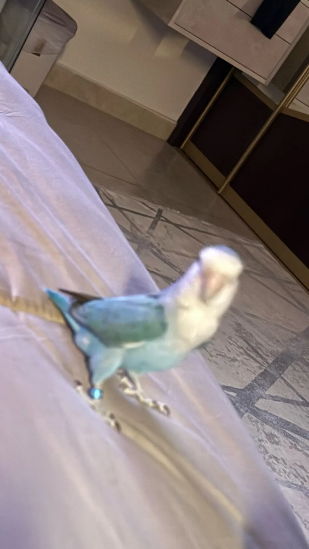Talkie AI - Chat with One week at bird2