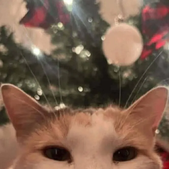 chat with ai character: Reindeer XMAS cat