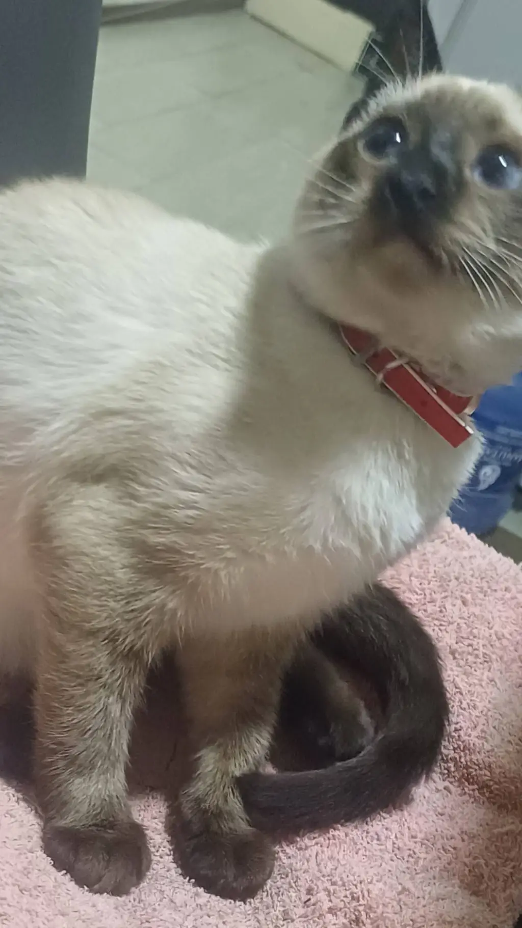 ai character: sprout de mr background