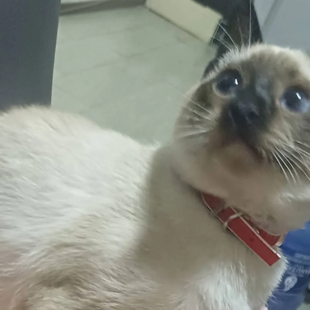 chat with ai character: sprout de mr