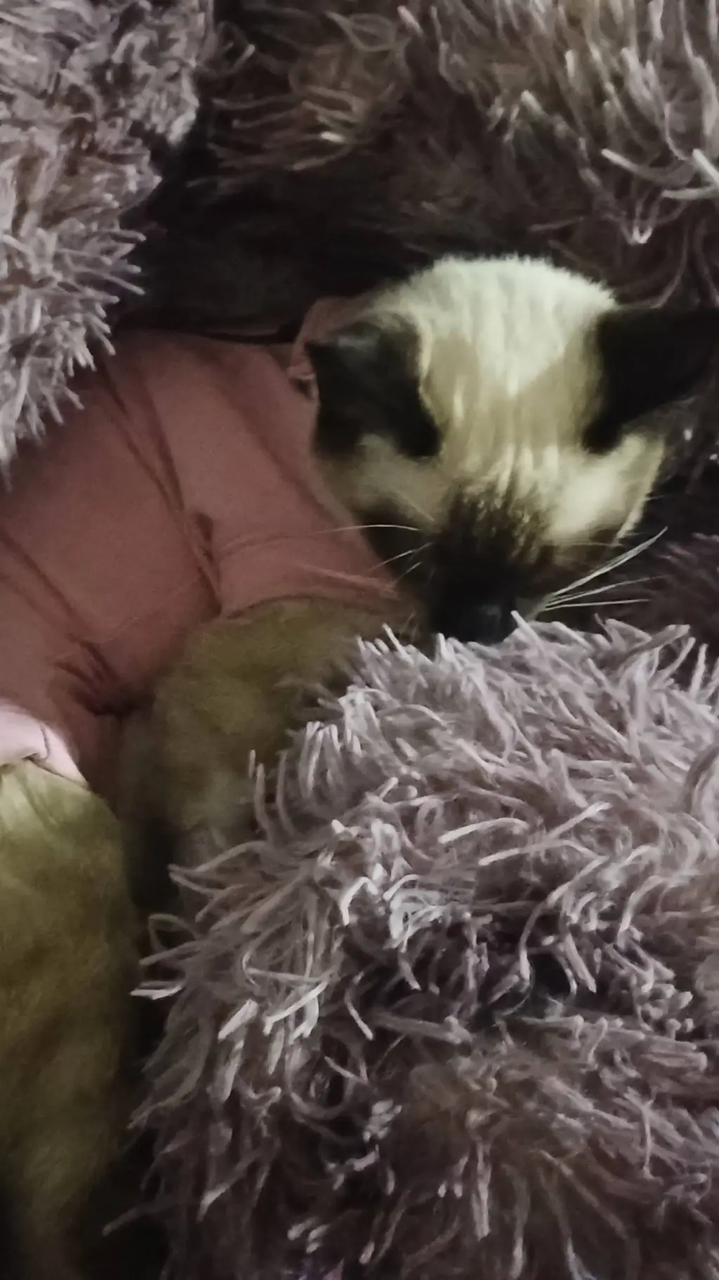 ai character: odian a mika y luz background