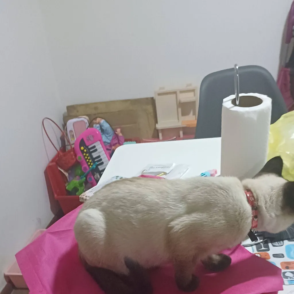 chat with ai character: jandel q carajos