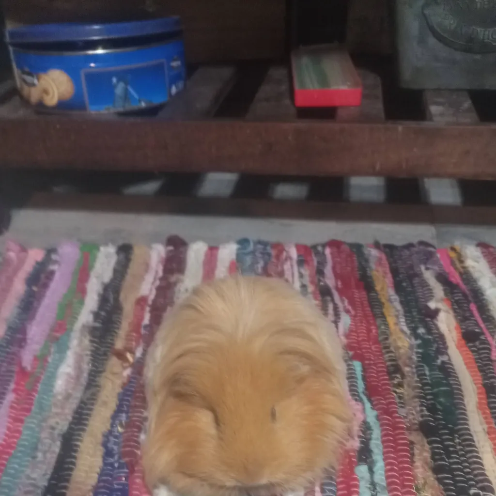 chat with ai character: PEBBLE