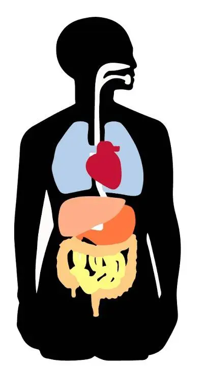 ai character: cuerpo humano  background