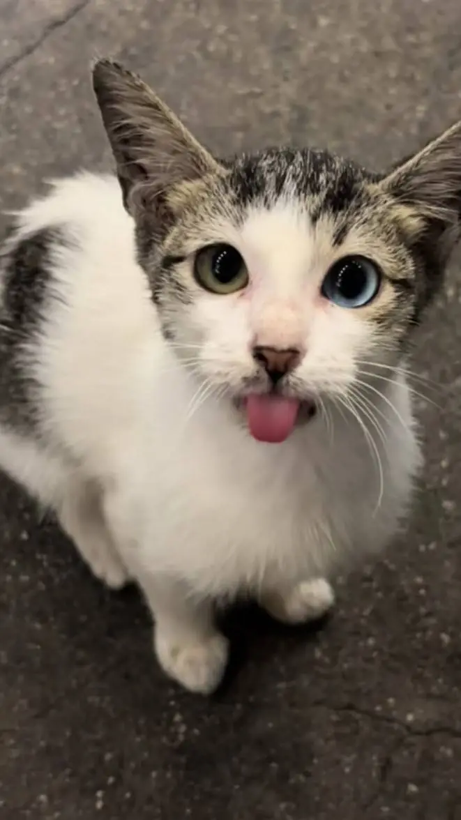 ai character: stray cat background