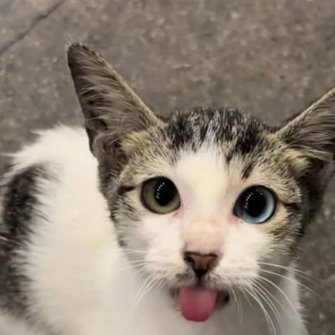 chat with ai character: stray cat