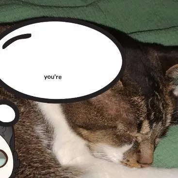 chat with ai character: cat Boulder ridge 