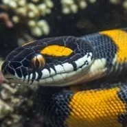 chat with ai character: water snake