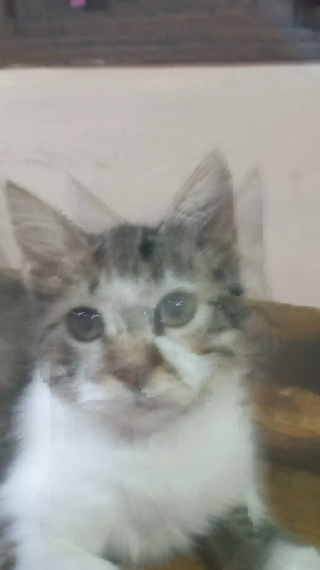 ai character: mi gatita minina background