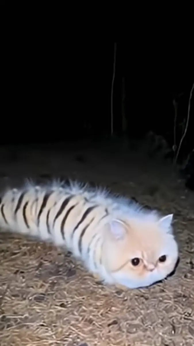 ai character: котогуска background