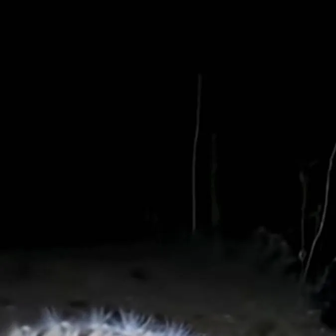 chat with ai character: котогуска