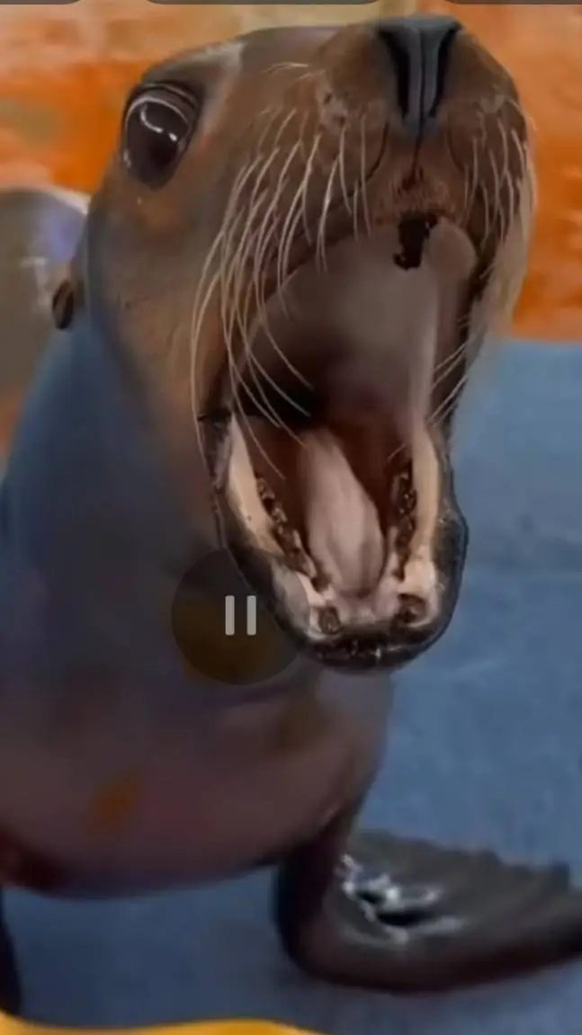 ai character: sea lion background