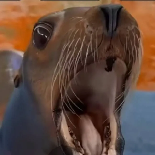 chat with ai character: sea lion