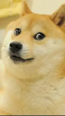 ai character: doge background
