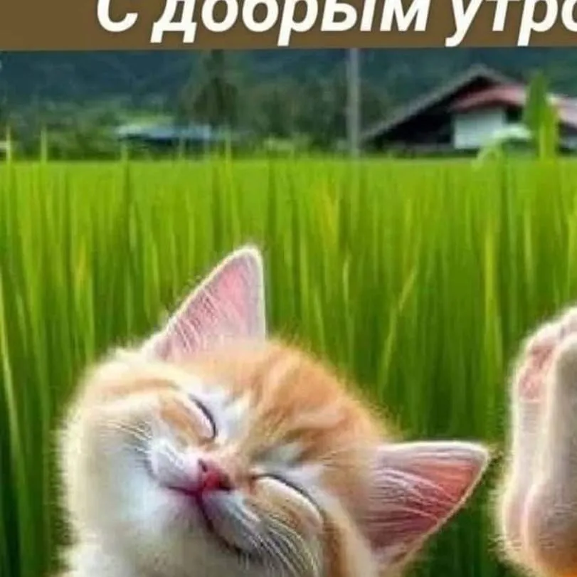 chat with ai character: cat
