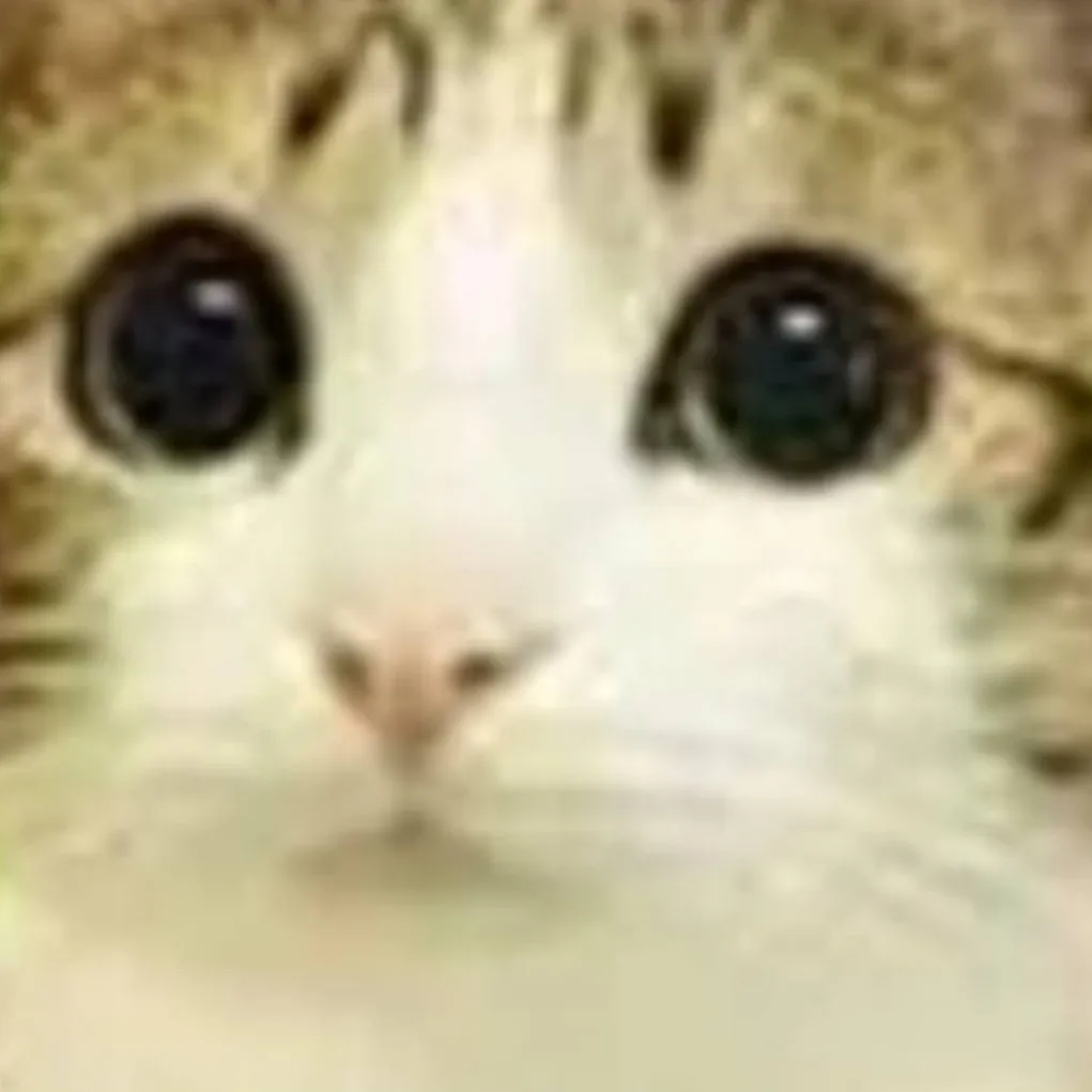 chat with ai character: Meowl