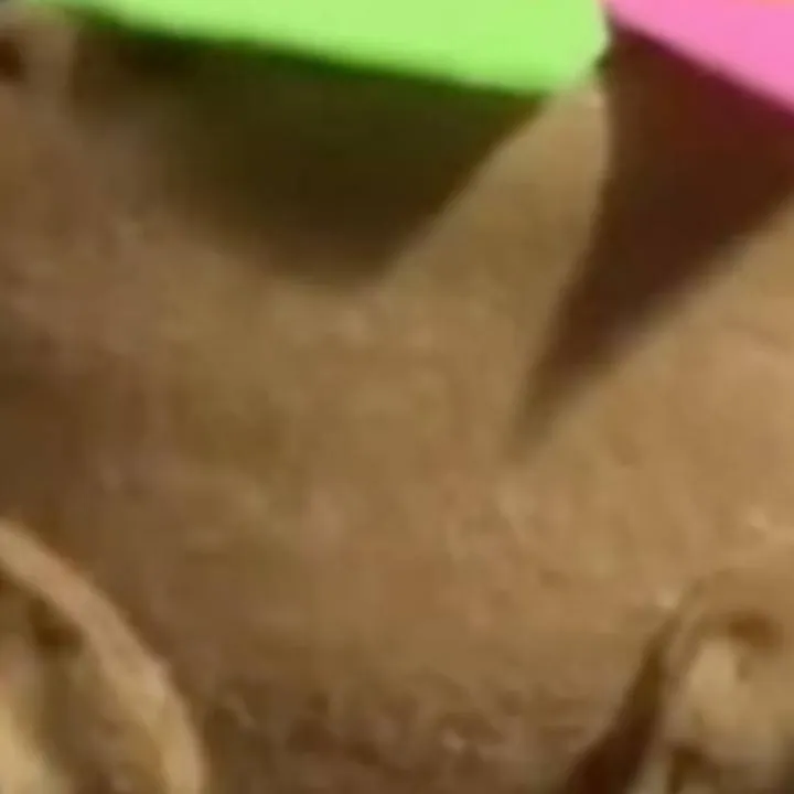 chat with ai character: bassie