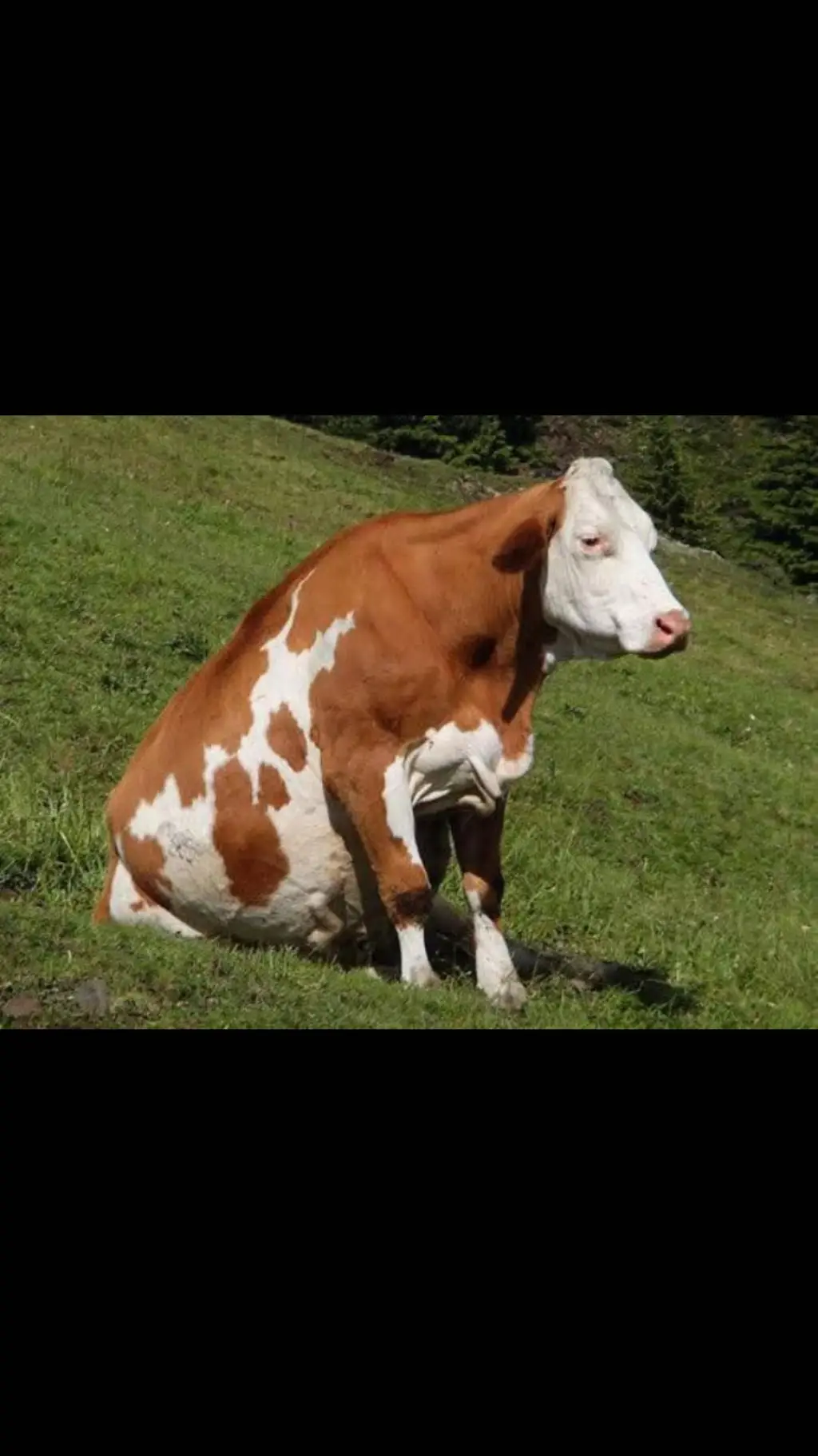 ai character: sitting cow background