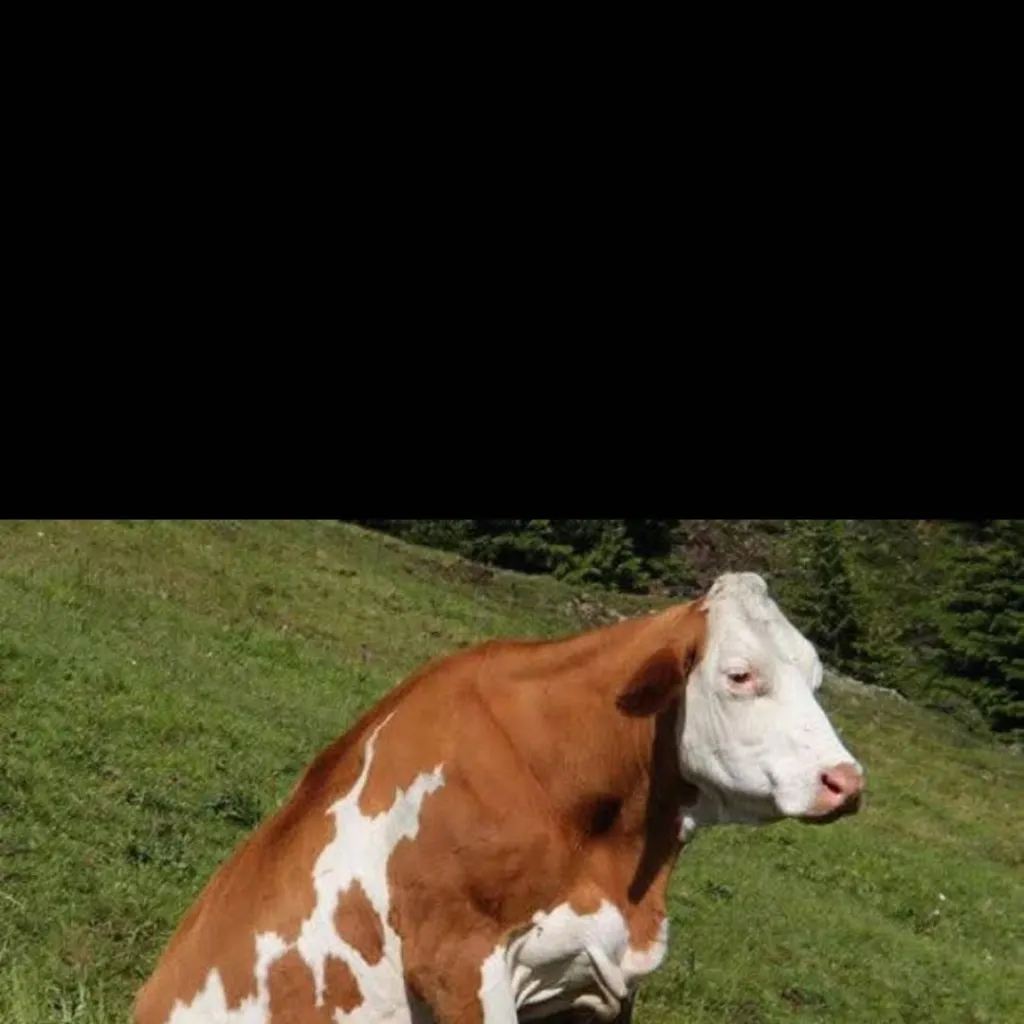 chat with ai character: sitting cow