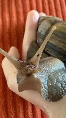 ai character: Baby snail background