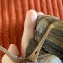 chat with ai character: Baby snail