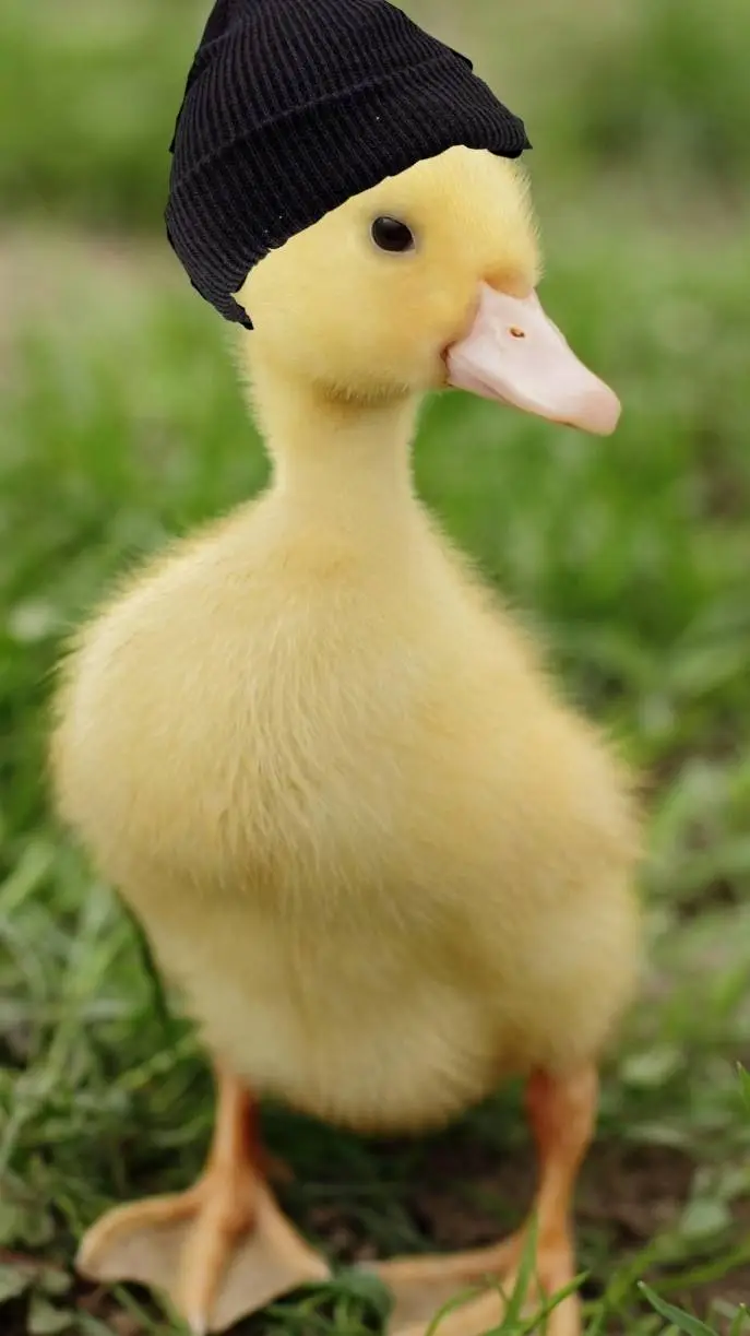 Talkie AI - Chat with Duck