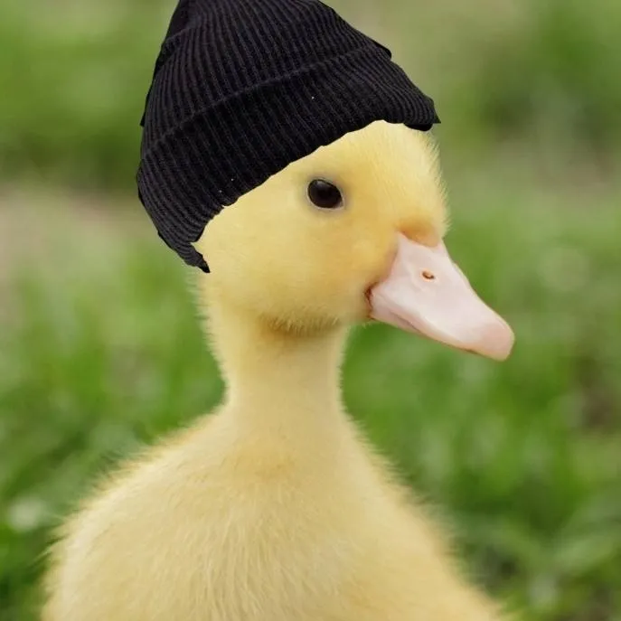 chat with ai character: Duck