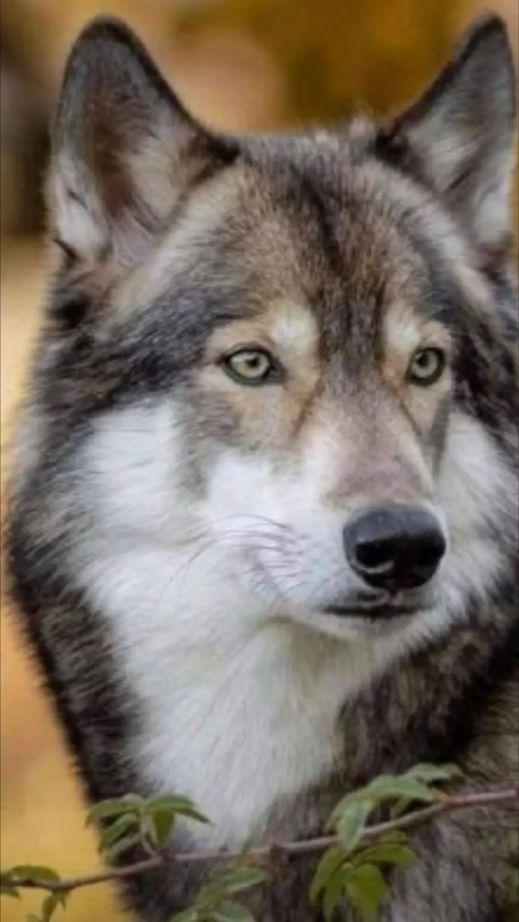 ai character: Wolf pack  background